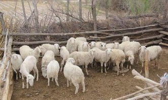 冬天是养羊的口蹄疫的爆发期,一定要科学预防