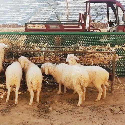 专业养殖羊