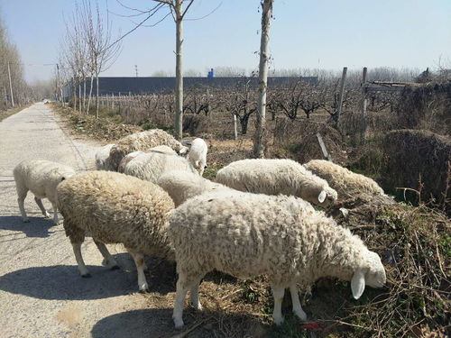 养绵羊哪个品种繁殖快利润高呢 小农庄实际养殖对比这个品种较好