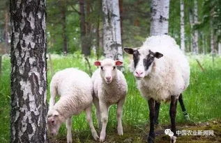 如何养羊能赚钱 有经验的养殖户说出了实情