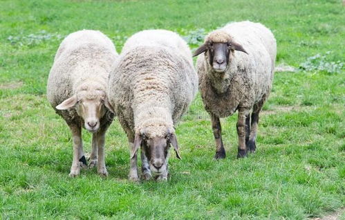 羊价出现 大跳水 ,养羊收入大不如前,如何提高养羊效益