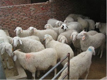 长兴县小 尾寒羊孕母羊最新市场价格 特色农产