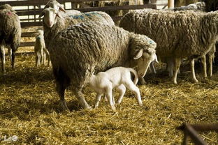 种母羊是羊群发展的基础,种母羊的饲养管理必须做到仔细认真