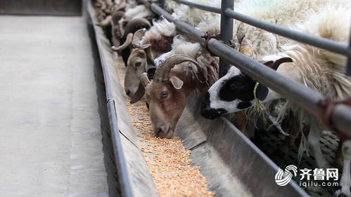 聊城人在青海 草原上建起藏羊规模养殖基地 小羊长更快,牧民更省心