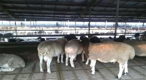 如何解决种羊近亲繁殖的难题