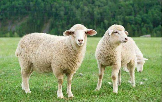农技小课堂 养殖 冬季 三四五 肉羊养殖技术