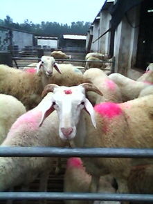 供应山东种羊养殖场种羊小尾寒羊