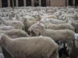 罗山养羊,养殖羊