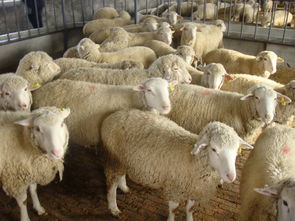 蒙阴县在哪里有卖绒山羊肉羊的