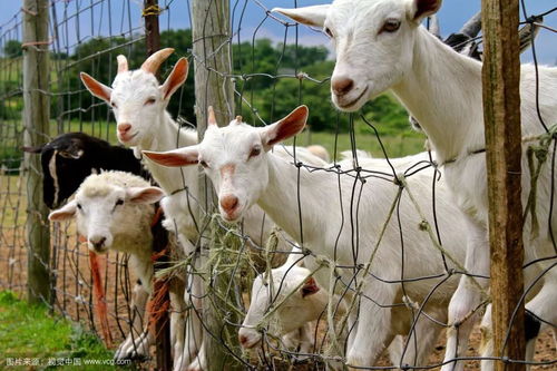 897惊呆 养殖户的羊被养殖基地圈养 骟匠一招找回