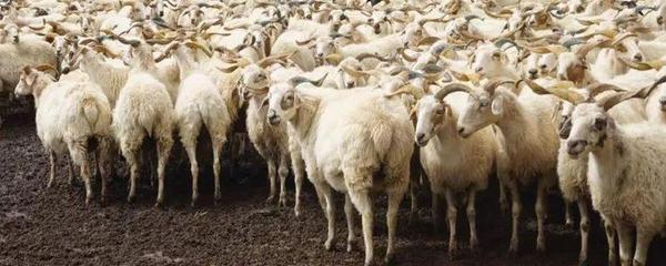 养殖羊的成本及利润计算 如何控制生产成本 提高养羊业的经济效益?